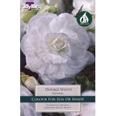Begonia Double White - 3pk Begonia Double White - 3pk