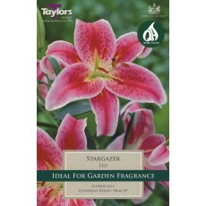 Lily Stargazer