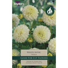 Dahlia White Aster Dahlia White Aster