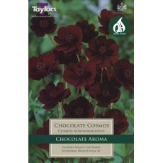 Cosmos Atrosanguineus - Chocolate Plant Cosmos Atrosanguineus - Chocolate Plant