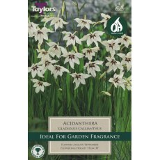 Gladiolus Callianthus