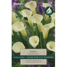 Zantedeschia Siberia