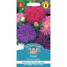 Fothergills Aster Ostrich Feather