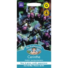 Fothergills Cerinthe Major Purpurascens Fothergills Cerinthe Major Purpurascens
