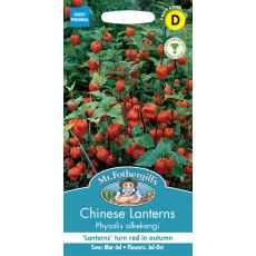 Fothergills Chinese Lantern Physalis Alkekengi Fothergills Chinese Lantern Physalis Alkekengi