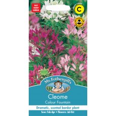 Fothergills Cleome Colour Fountain Fothergills Cleome Colour Fountain