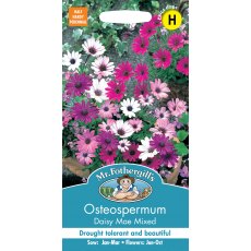 Fothergills Osteospermum Daisy Mae Mixed Fothergills Osteospermum Daisy Mae Mixed