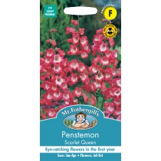 Fothergills Penstemon Scarlet Queen Fothergills Penstemon Scarlet Queen
