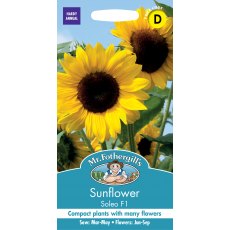 Fothergills Sunflower Solea F1 Fothergills Sunflower Solea F1