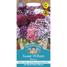 Fothergills Sweet William Electron Fothergills Sweet William Electron