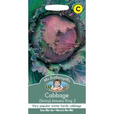 Fothergills Cabbage Savoy January King 3 Fothergills Cabbage Savoy January King 3