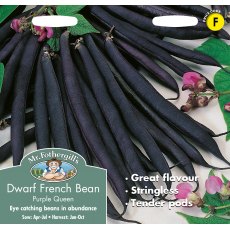 Fothergills Dwarf Bean Purple Queen Fothergills Dwarf Bean Purple Queen