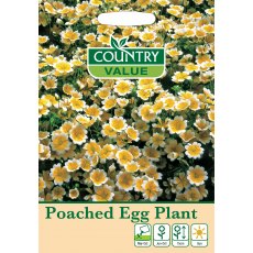 Poached Egg Plant C V Seeds
