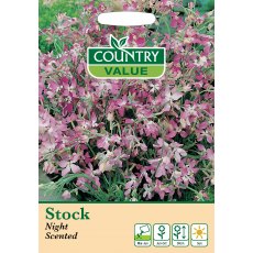 Stock Night Scented C V Seeds
