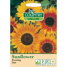 Sunflower Evening Sun C V Seeds Sunflower Evening Sun C V Seeds