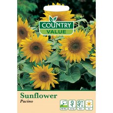Sunflower Pacino C V Seeds