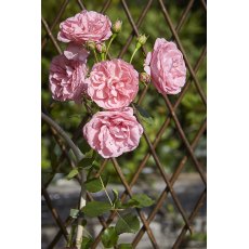 Tom Chambers Trellis Expanding - 180cm X 90cm