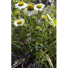 Tom Chambers Garden Arc - Large