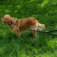Zoon Primo Jet Walkabout Dog Long Lead - 150cm Zoon Primo Jet Walkabout Dog Long Lead - 150cm