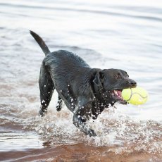 Kong Airdog Football Squeaker