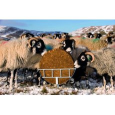 Rumevite Spike Feeder Rumevite Spike Feeder