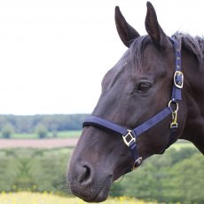 Gallop Padded Headcollar