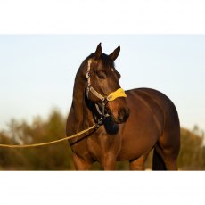 LeMieux Vogue Headcollar & Rope Set Dijon