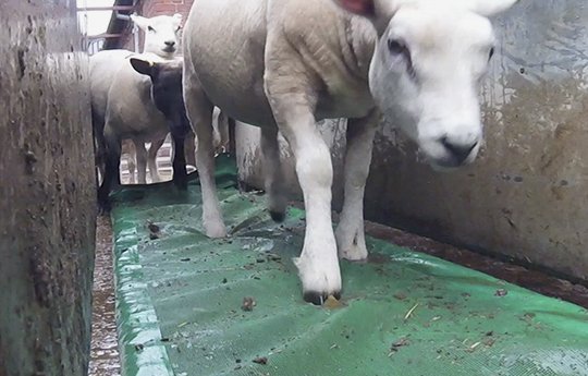 JFC JFC Foam Footbath For Sheep