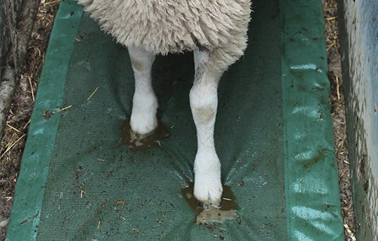 Steps For Foot-bathing In Sheep – Jaguza Farm Support - Foto 6