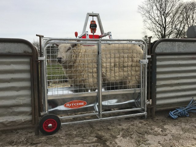 Ritchie Ritchie Lamb Weigh Crate C/w Digital Weigh Head