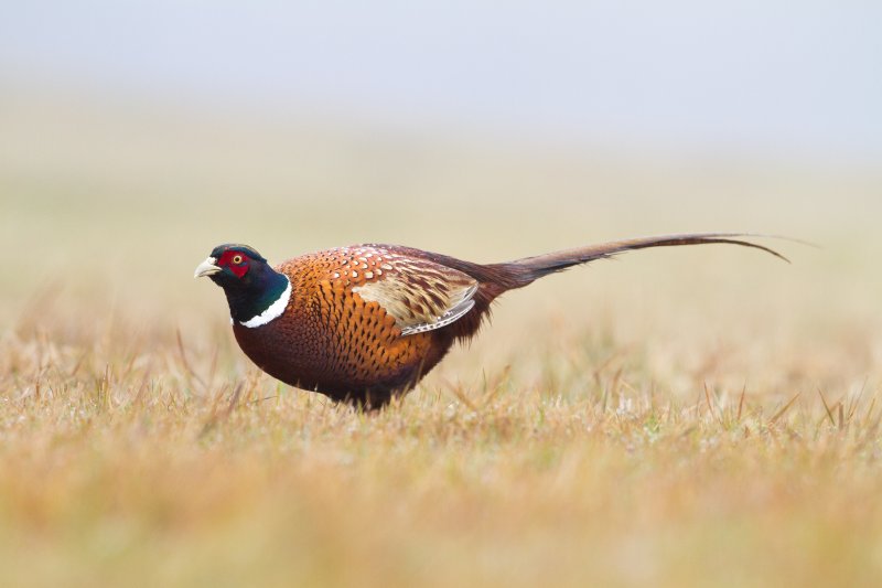 Hampton Steel Hampton Pheasant Friendly - HT6/81/22