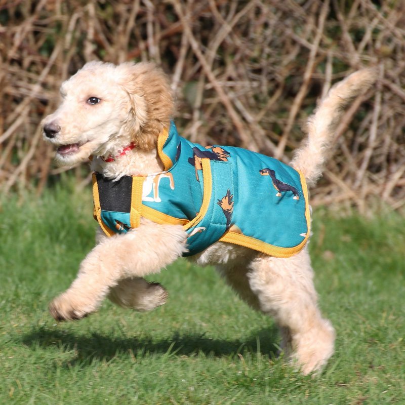 Printed dog 2025 coats