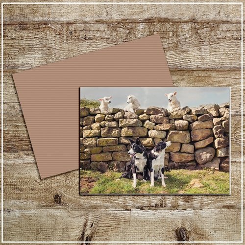 Kitchy & Co Kitchy & Co Greetings Card Cheeky Petlambs