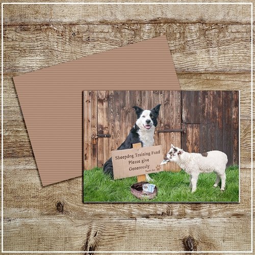 Kitchy & Co Kitchy & Co Greetings Card Sheepdog Training