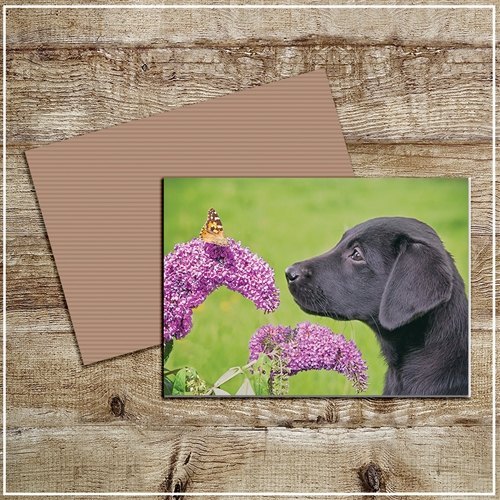 Kitchy & Co Kitchy & Co Greetings Card Always Take Time To Smell The Flowers