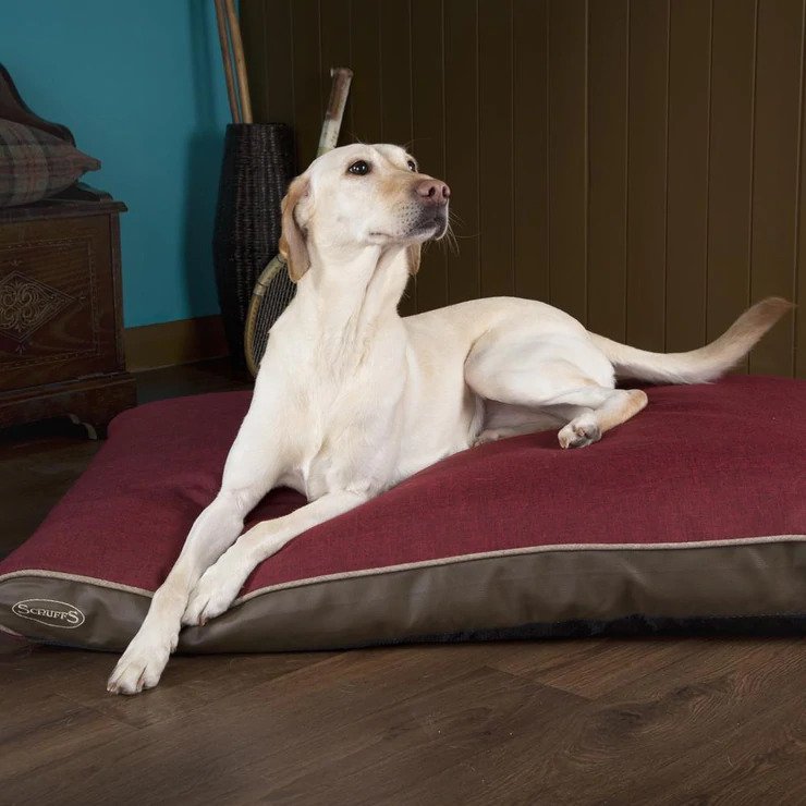 Scruffs hilton memory foam discount