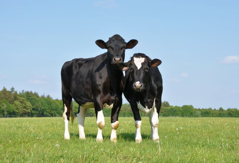 BATA Heifer Rearing Nuts