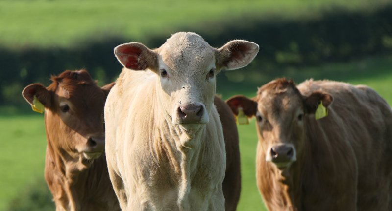 BATA Cattle Rearing Nuts