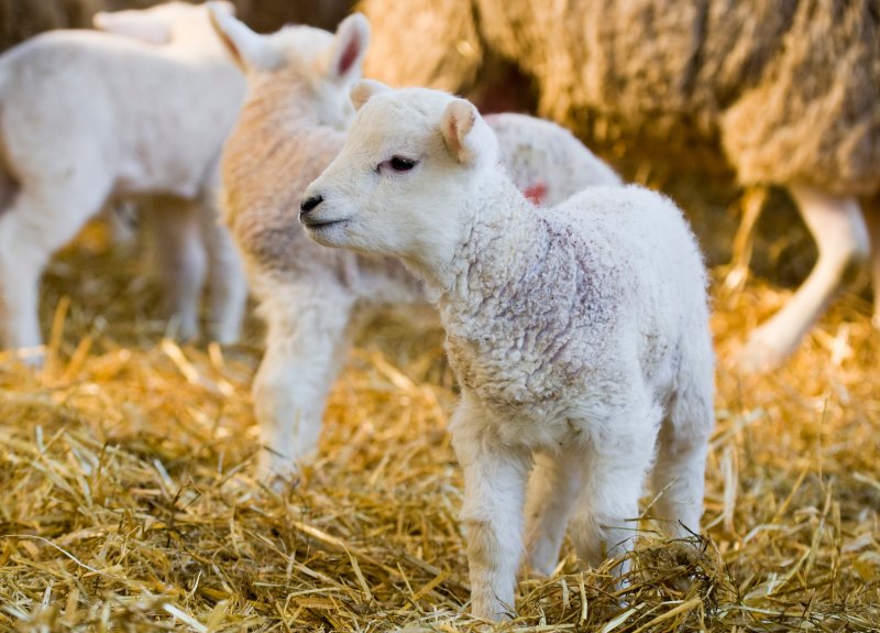 BATA Lamb Weaning Pellets