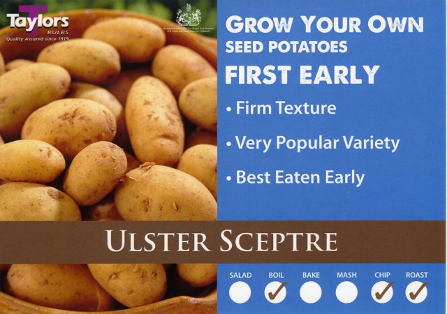 Taylors Bulbs Ulster Sceptre Seed Potato - 2kg