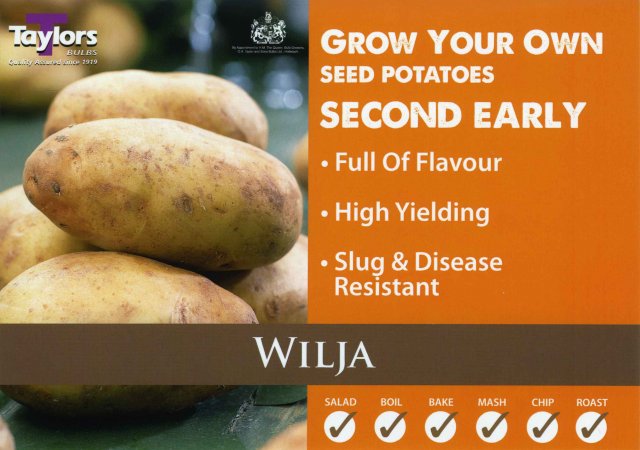 Taylors Bulbs Wilja Seed Potato - 2kg