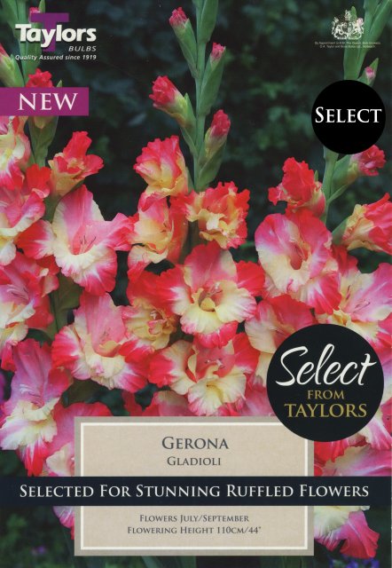 Taylors Bulbs Gladioli Gerona