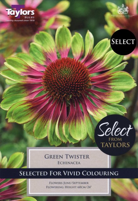 Taylors Bulbs Echinacea Green Twister