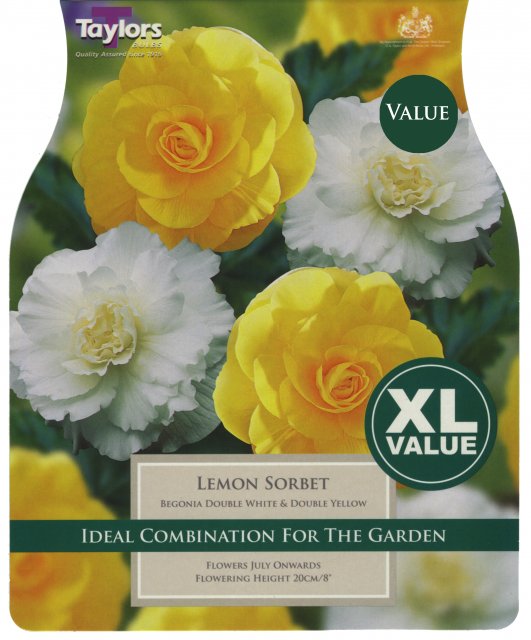 Taylors Bulbs Begonia Lemon Sorbet