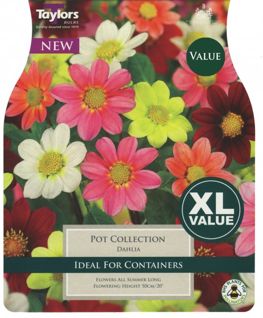 Taylors Bulbs Dahlia Pot Collection