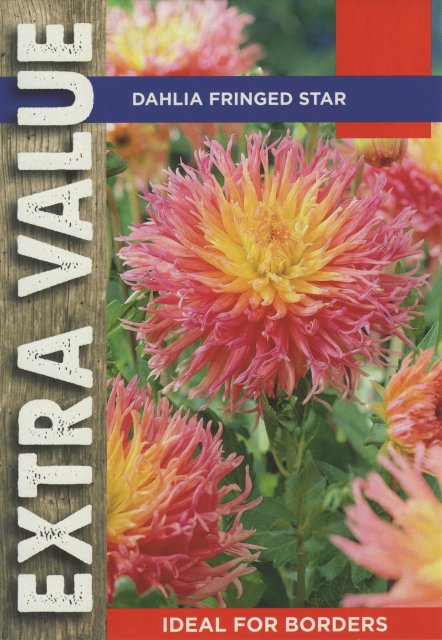 Taylors Bulbs Dahlia Fringed Star