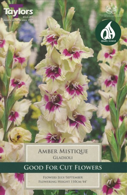 Taylors Bulbs Gladioli Amber Mistique