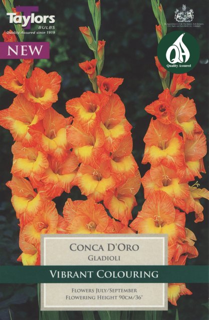 Taylors Bulbs Gladioli Conca D'oro