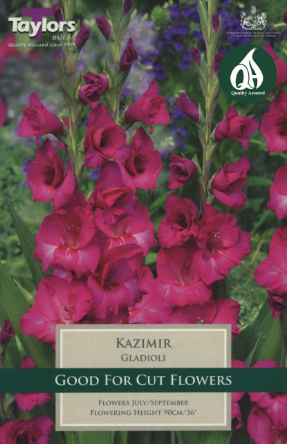 Taylors Bulbs Gladioli Kazimir