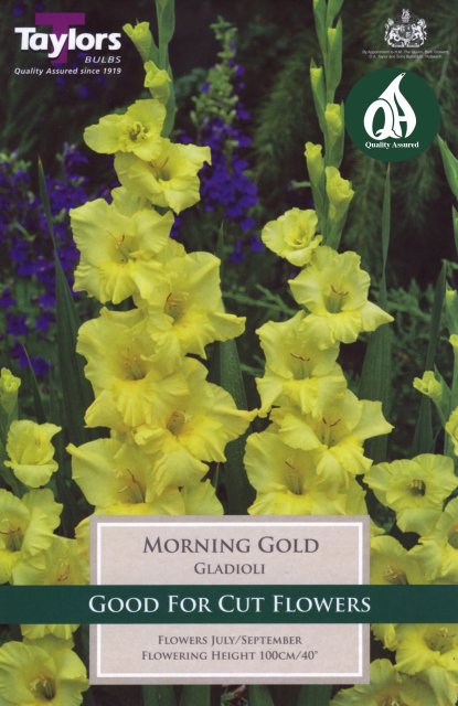 Taylors Bulbs Gladioli Morning Glory